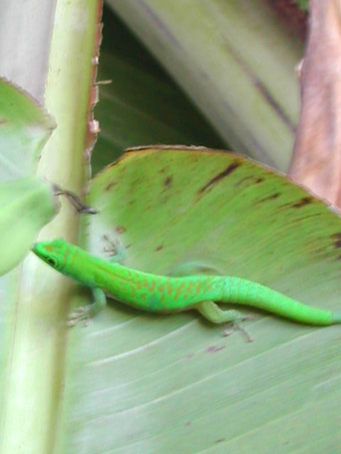 la digue island