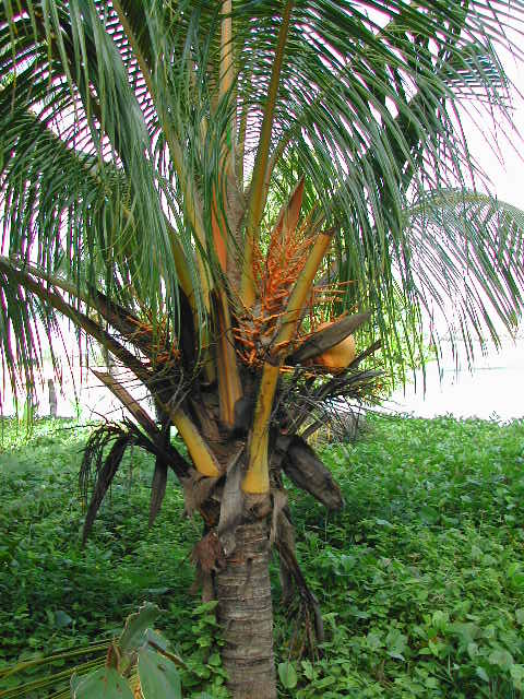 la digue island