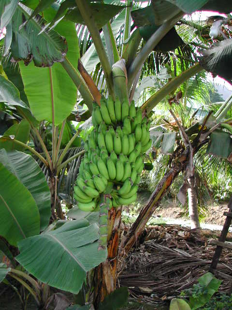 la digue island