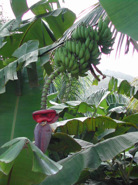 la digue island