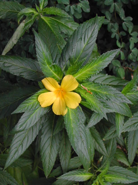 la digue island