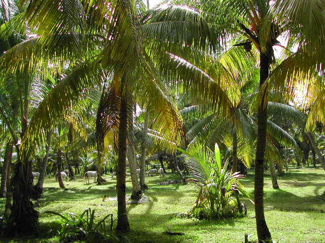 la digue island