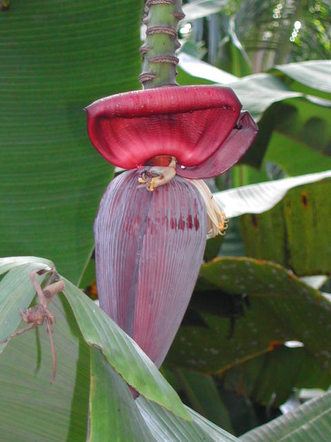 la digue island