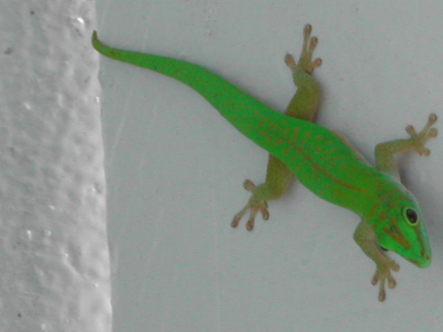 green gecko