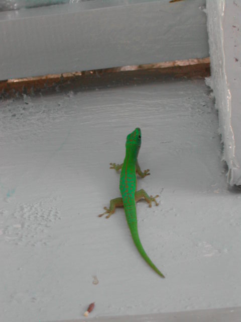 green gecko