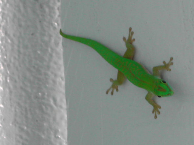 green gecko