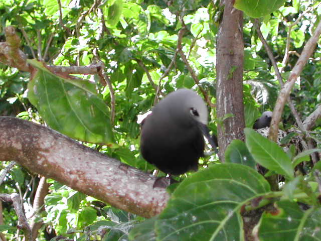 lesser noddy