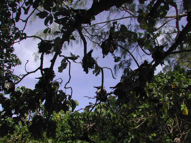 lesser noddy