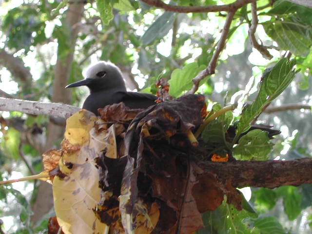 lesser noddy