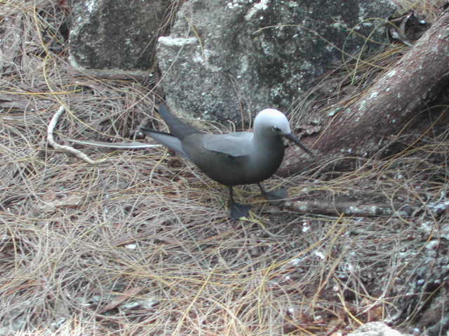 lesser noddy