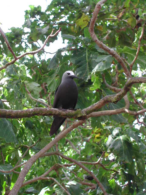 lesser noddy