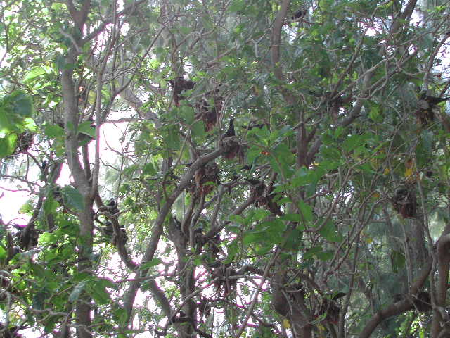 lesser noddy