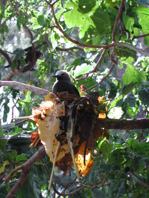 lesser noddy