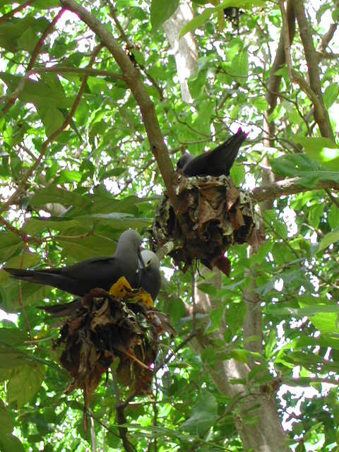 lesser noddy