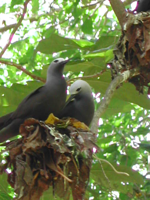 lesser noddy