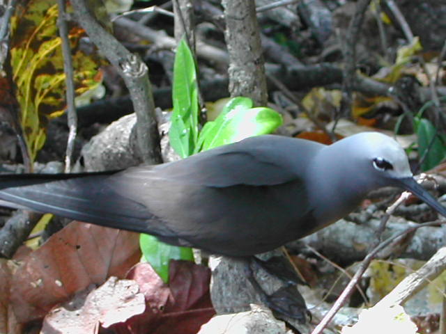 lesser noddy