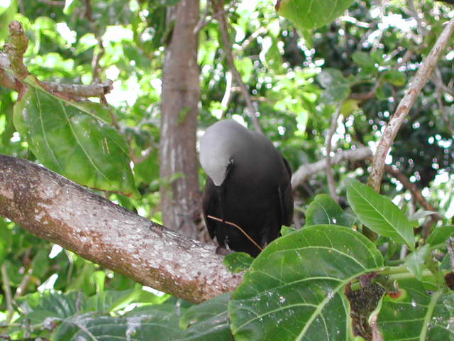 lesser noddy