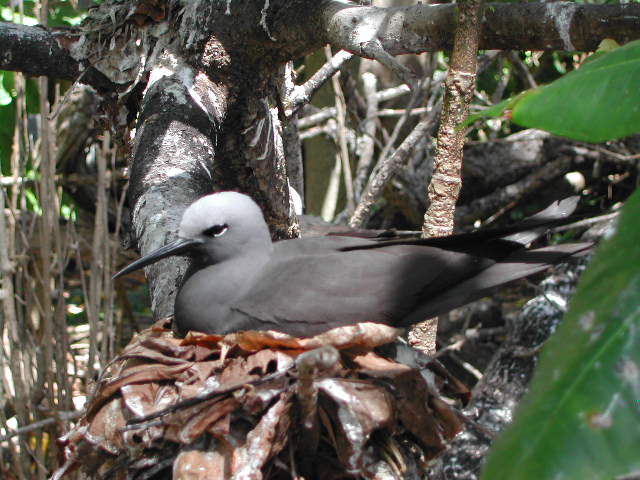 lesser noddy