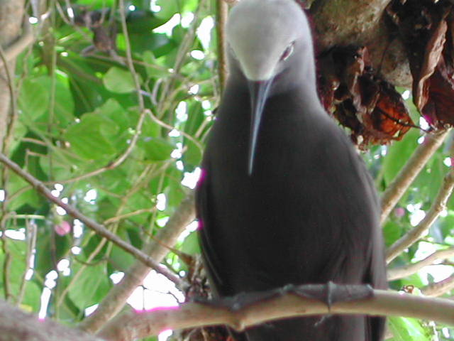 lesser noddy