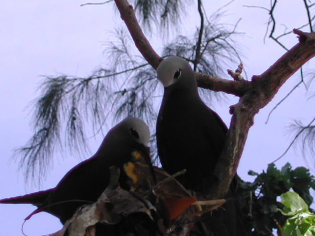 lesser noddy