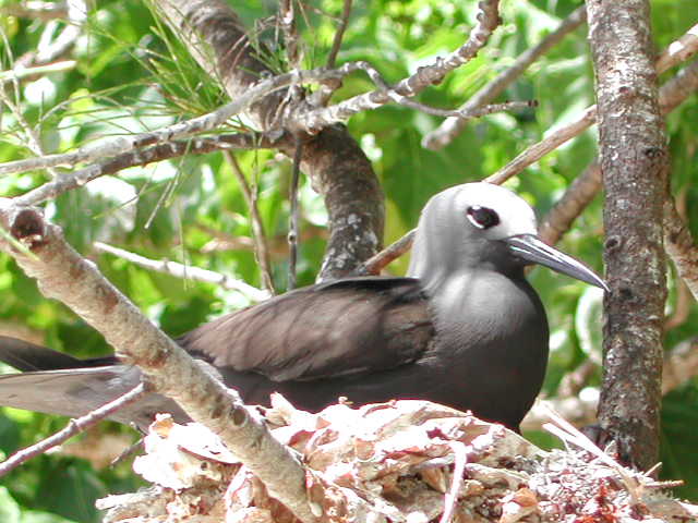 lesser noddy