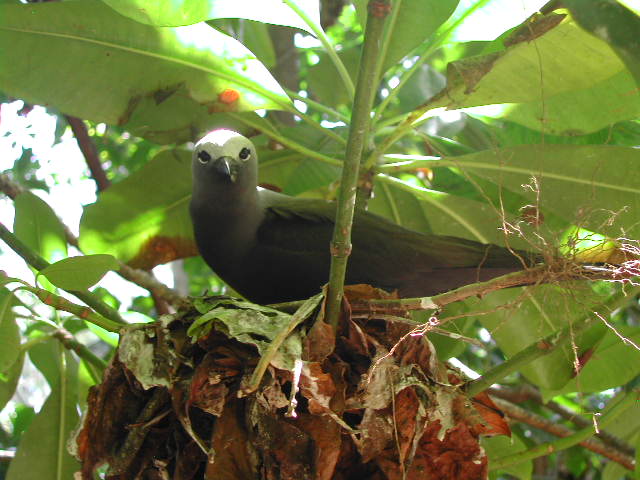 lesser noddy