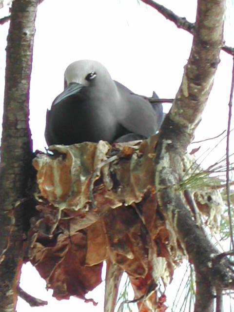 lesser noddy