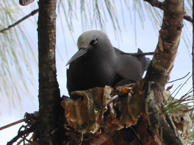 lesser noddy