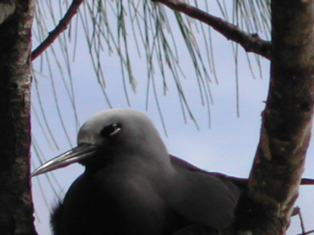 lesser noddy