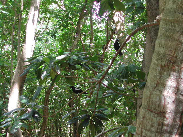 seychelles magpie-robin