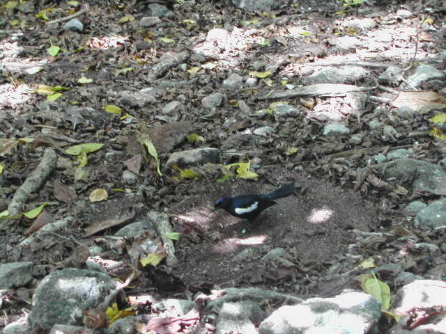 seychelles magpie-robin