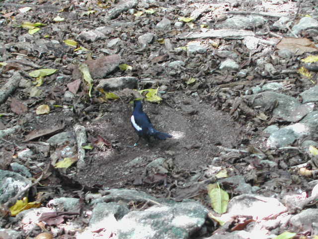 seychelles magpie-robin