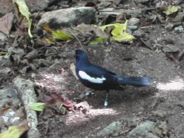 seychelles magpie-robin