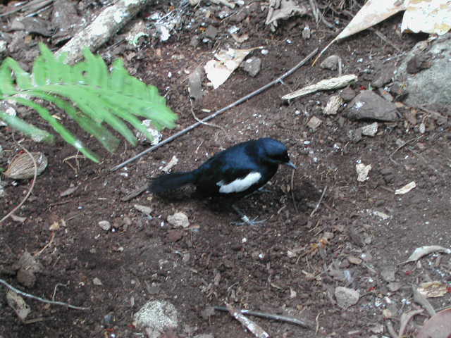 seychelles magpie-robin