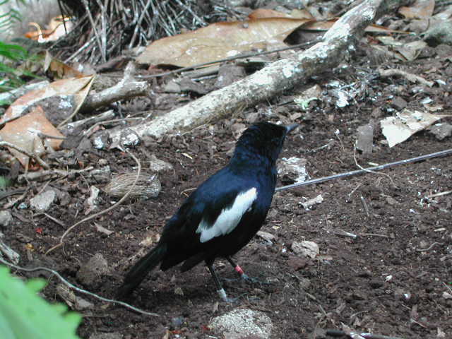 seychelles magpie-robin