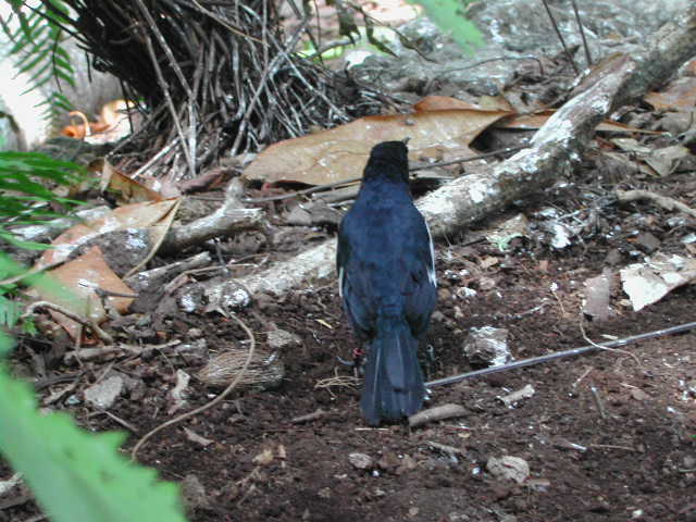 seychelles magpie-robin