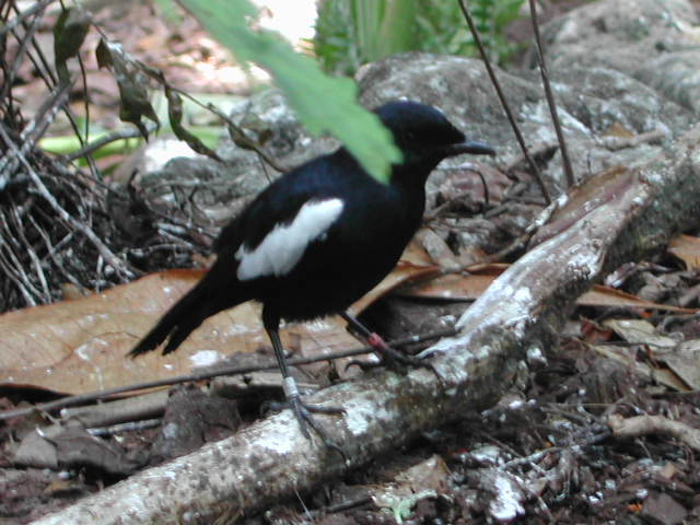 seychelles magpie-robin