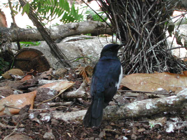 seychelles magpie-robin