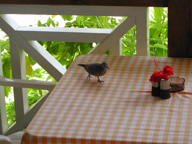 barred ground dove