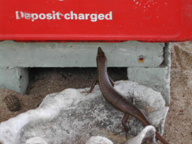 burrowing skink