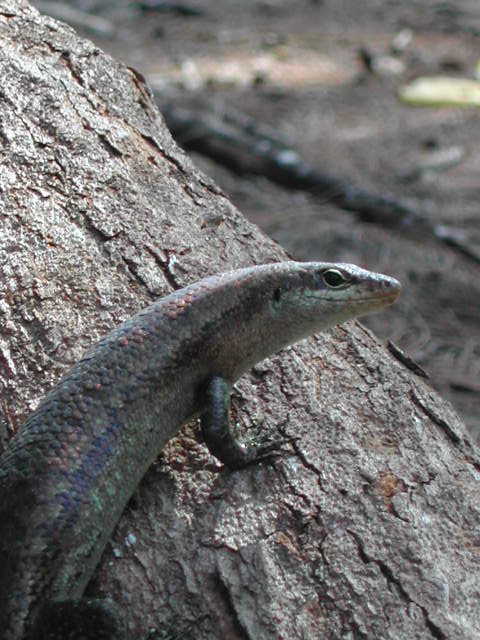 burrowing skink