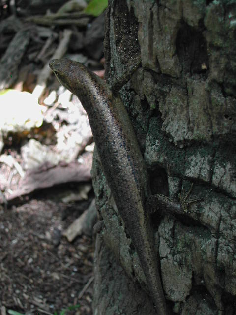 burrowing skink