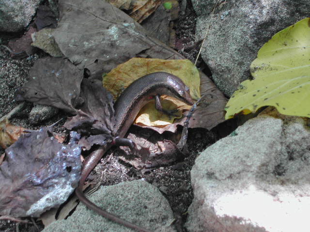 burrowing skink