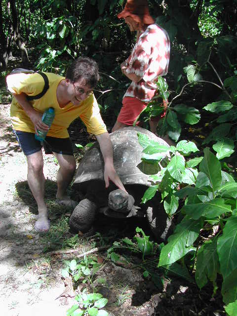 aldabra giant tortoise