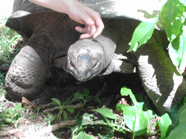 aldabra giant tortoise