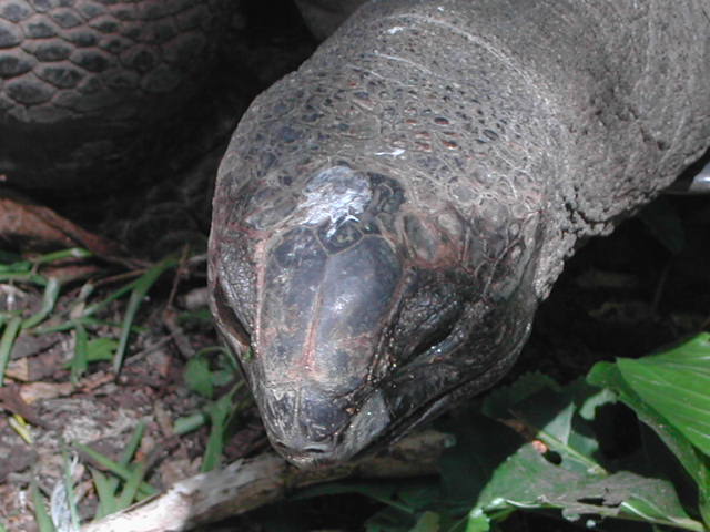 aldabra giant tortoise