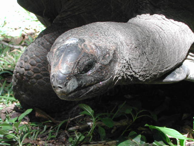 aldabra giant tortoise