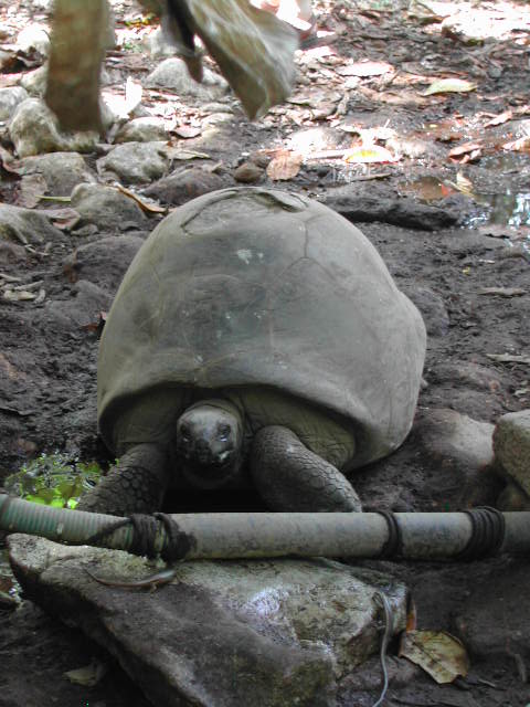 aldabra giant tortoise