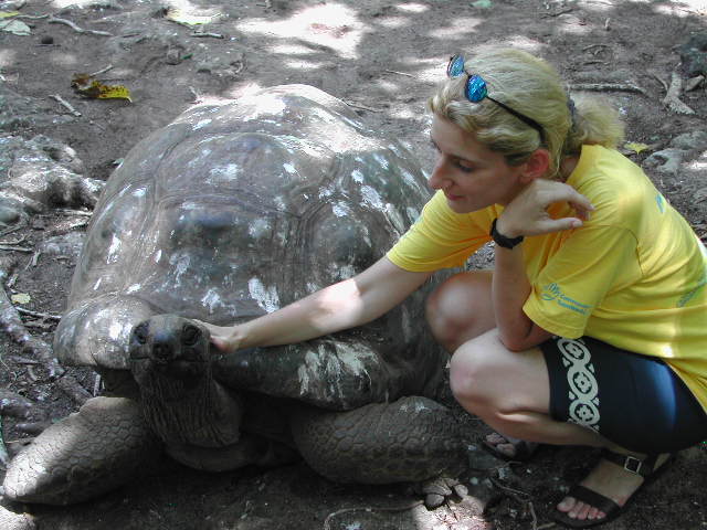 aldabra giant tortoise