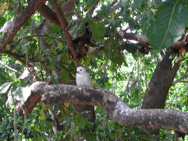 white tern